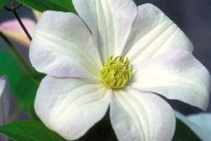 Clematis Vine 'Huldine' New 2026
